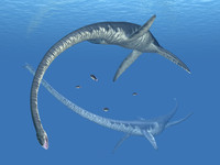 <p>Elasmosaurus was the longest plesiosaur at up to 14 metres (46 ft) long. Half of its length was its neck, which had as many as 75 vertebrae in it (in comparison to 7-8 neck vertebrae in humans). Elasmosaurus had four long, paddle-like flippers, a tiny head, sharp teeth in strong jaws, and a pointed tail. Plesiosaurs were not dinosaurs but were marine reptiles.</p>