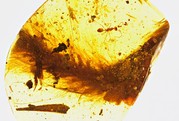 Dinosaur Tail Found Preserved In Amber!