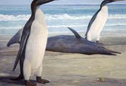 Giant Penguin's Roamed With The Dinosaurs