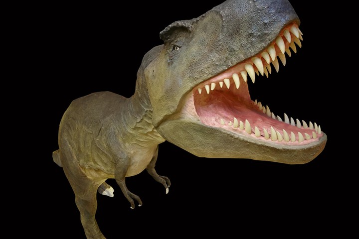 Latest News | The Dinosaur Museum