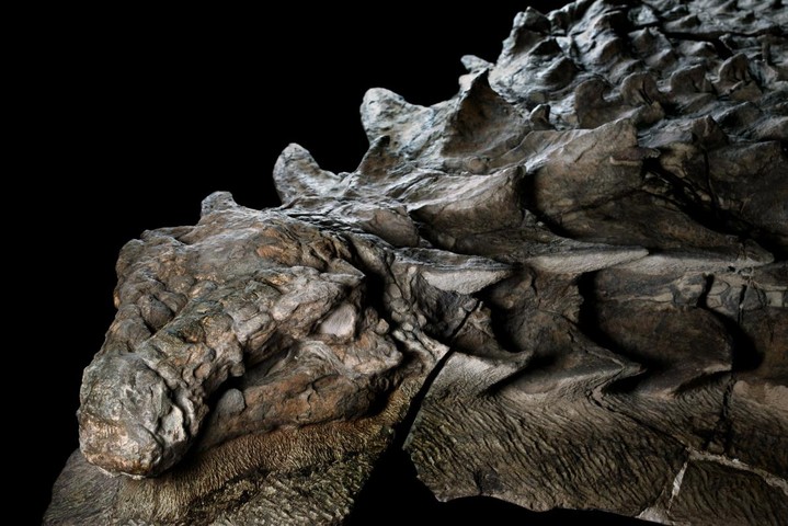 New Dinosaur fossil discovered that is so well preserved it could be a statue!